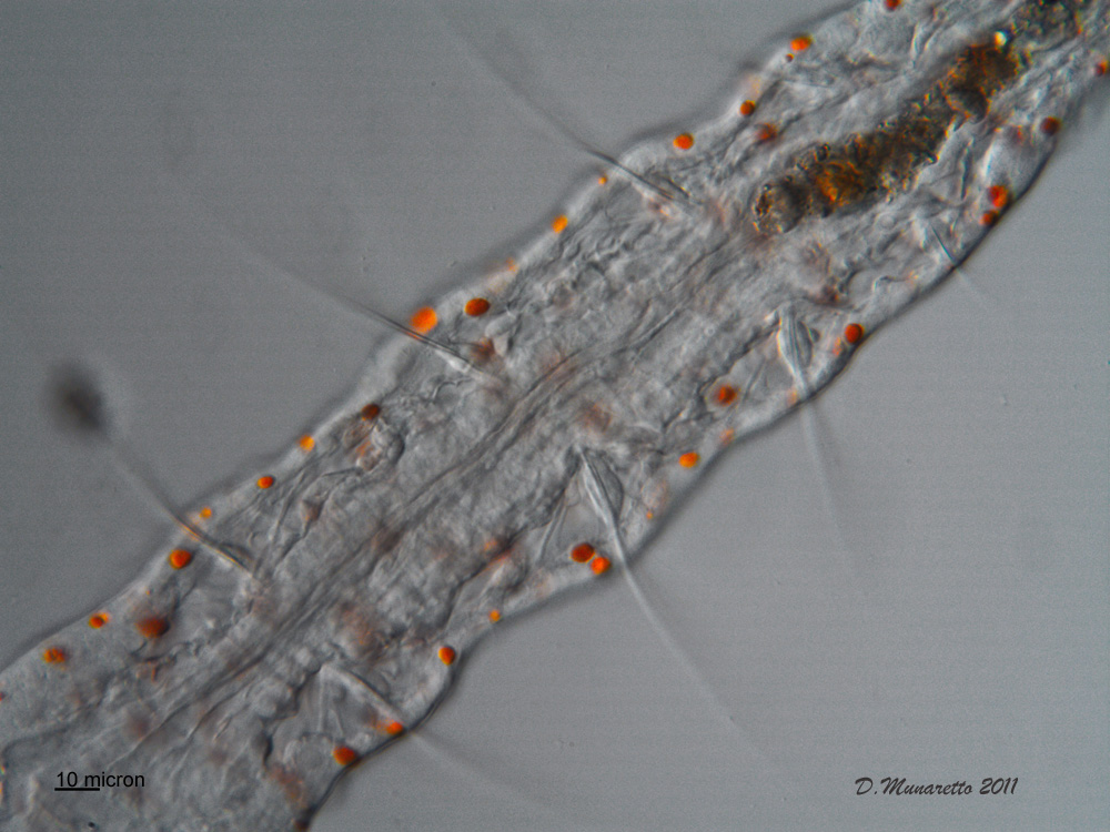 Aeolosoma Hemprichi
